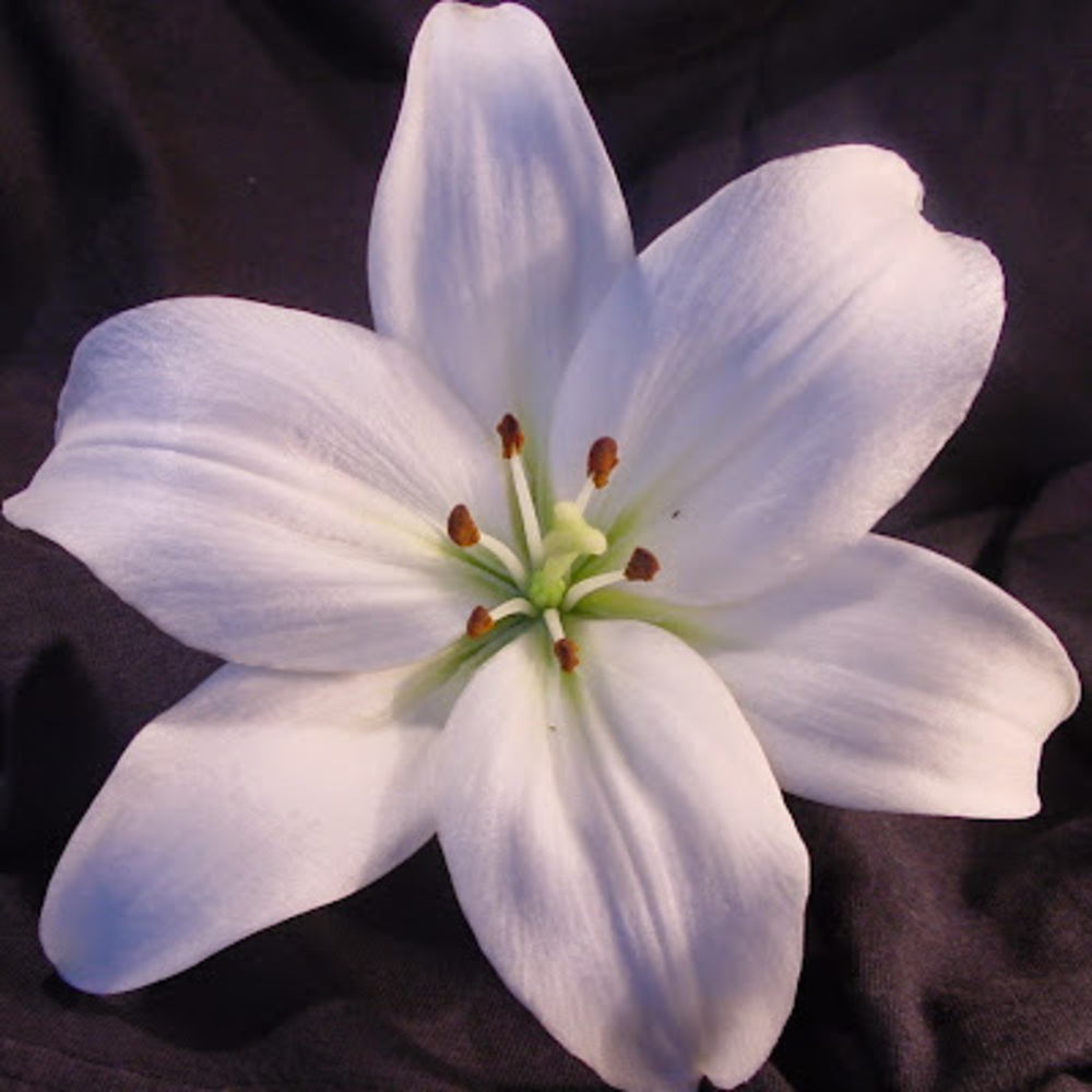 Meet your Posher, Lillian